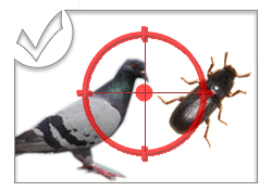 Lutte contre les Cafards - Rats - Pigeon